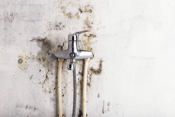 Reliable Parkland, WA Mold Removal Solutions