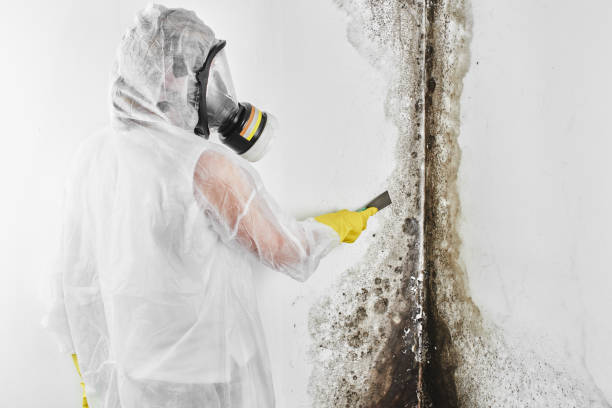Best Mold Damage Repair  in Parkland, WA