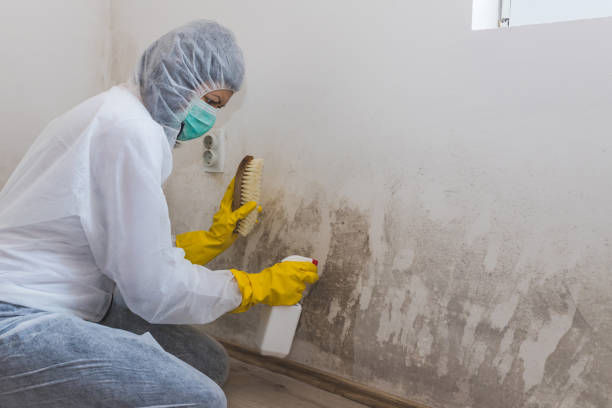Best Local Mold Removal Service  in Parkland, WA