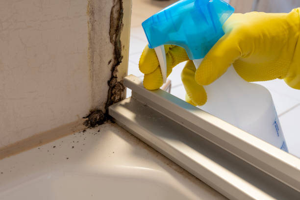 Best Professional Mold Removal  in Parkland, WA