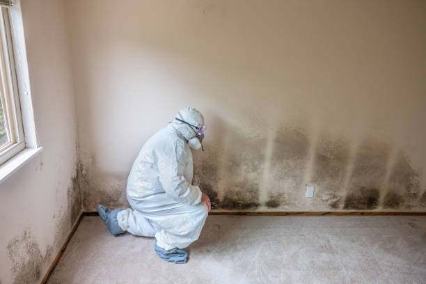 Mold Removal and Inspection in Parkland, WA