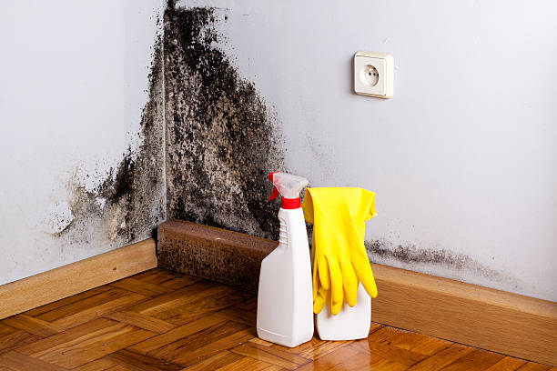 Best Mold Removal Specialists  in Parkland, WA