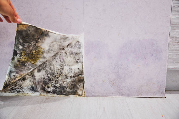 Best Commercial Mold Removal  in Parkland, WA